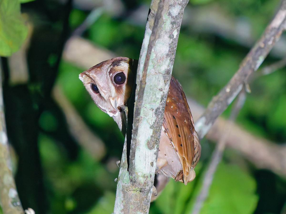 Lechuza Cornuda Oriental - ML647119904