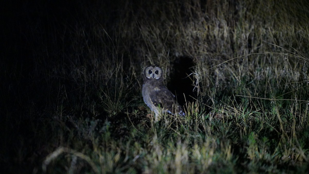 Búho Moro - ML647119905