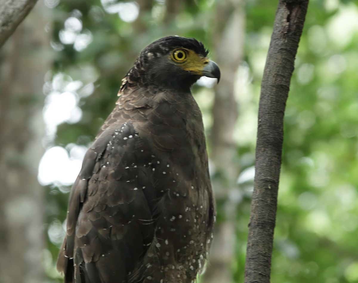 Culebrera Chiíla - ML647119911