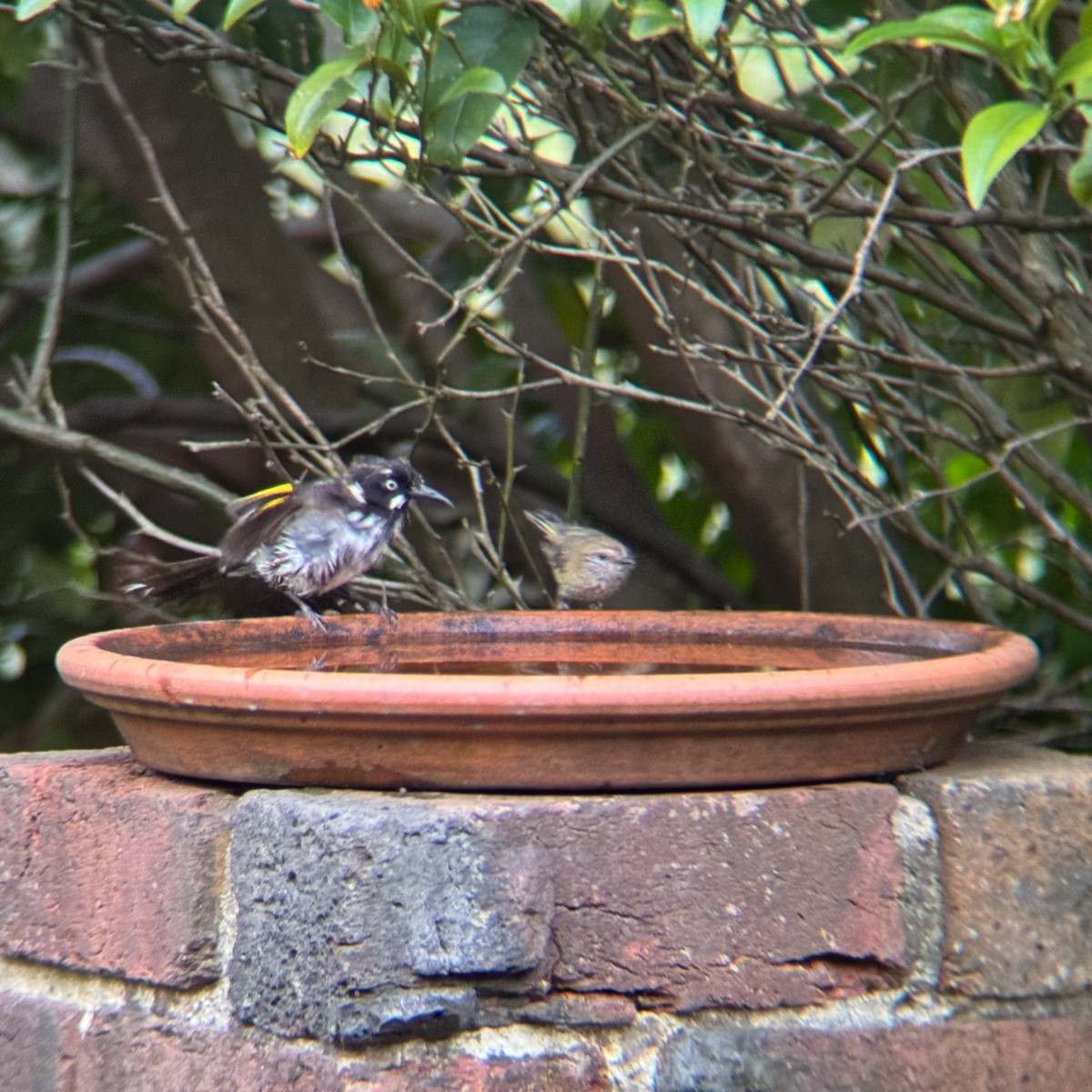 New Holland Honeyeater - ML647119915