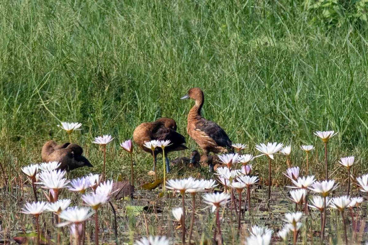 אווזון חלודי - ML647119916