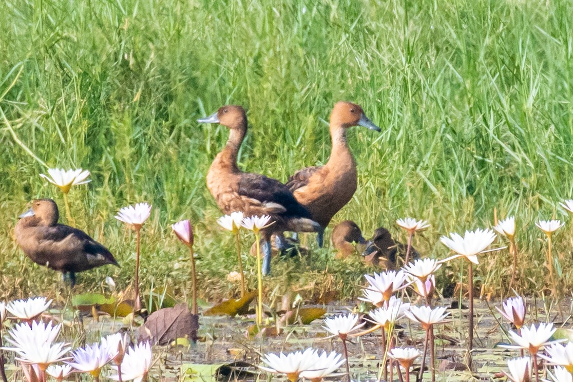 אווזון חלודי - ML647119917