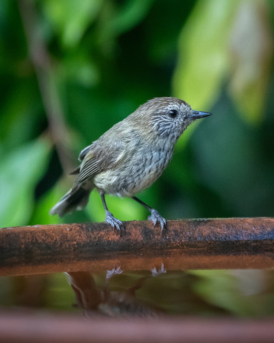 Striated Thornbill - ML647119920