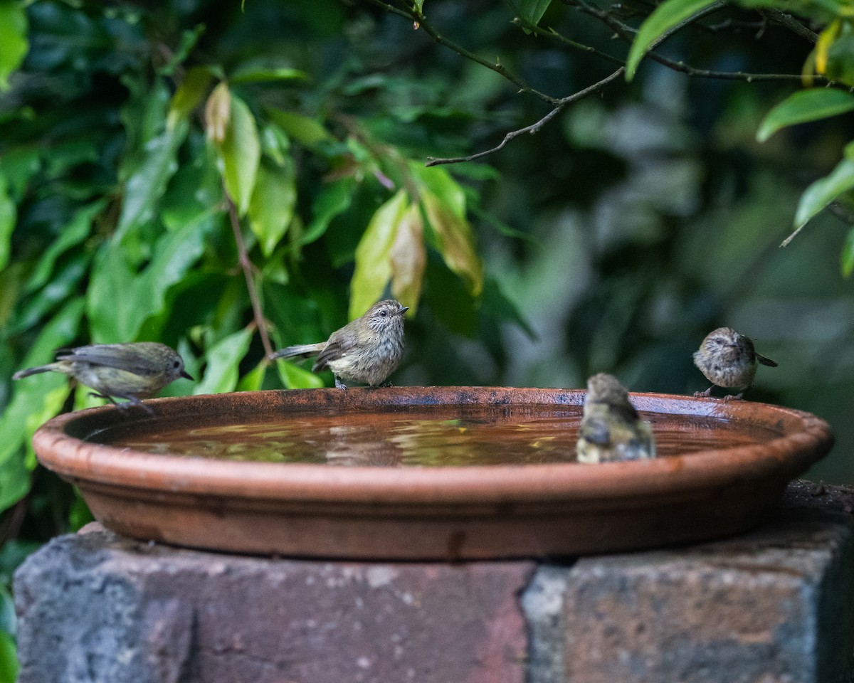 Striated Thornbill - ML647119921