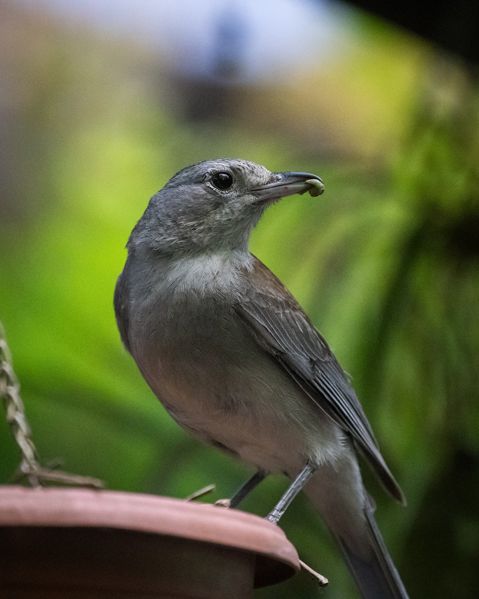 Gray Shrikethrush - ML647119927