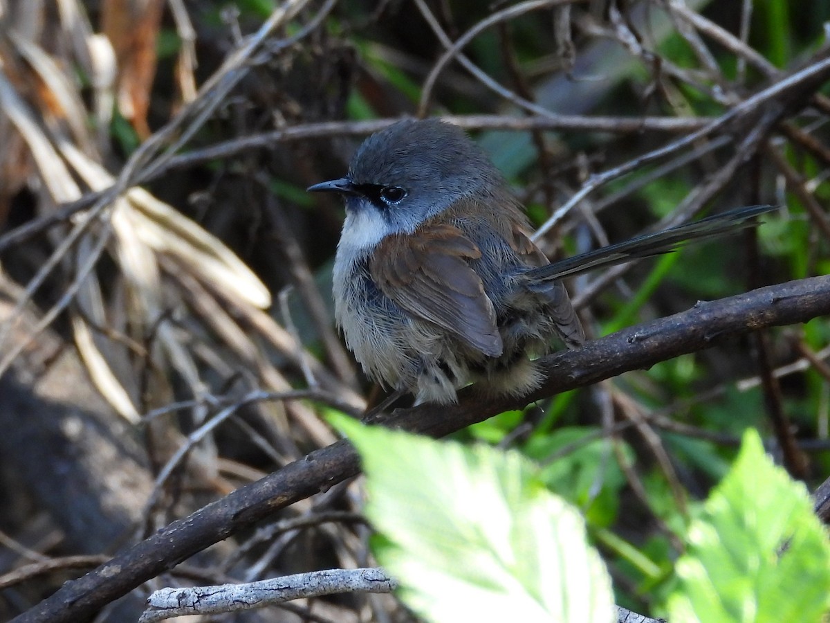 Red-winged Fairywren - ML647119929
