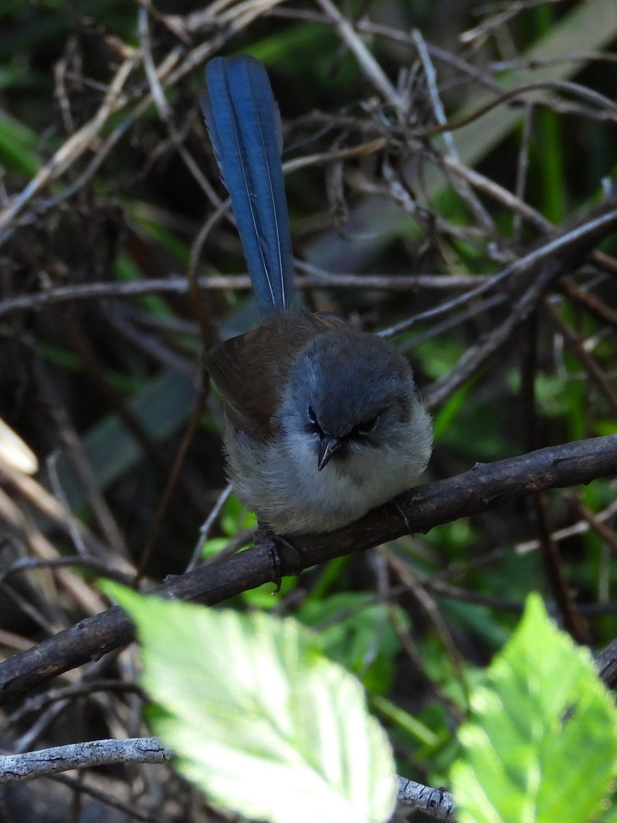 Red-winged Fairywren - ML647119930