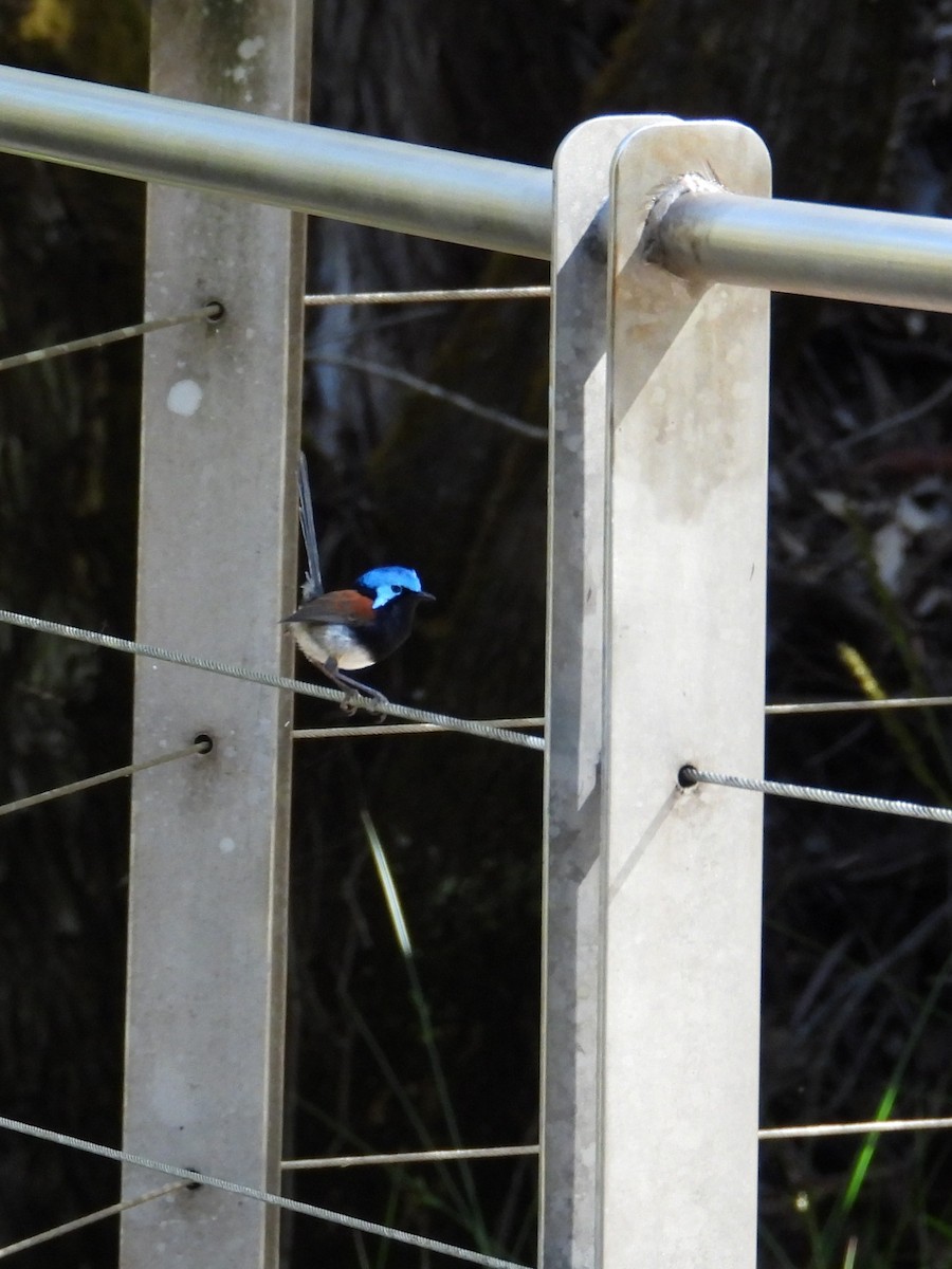 Red-winged Fairywren - ML647119931