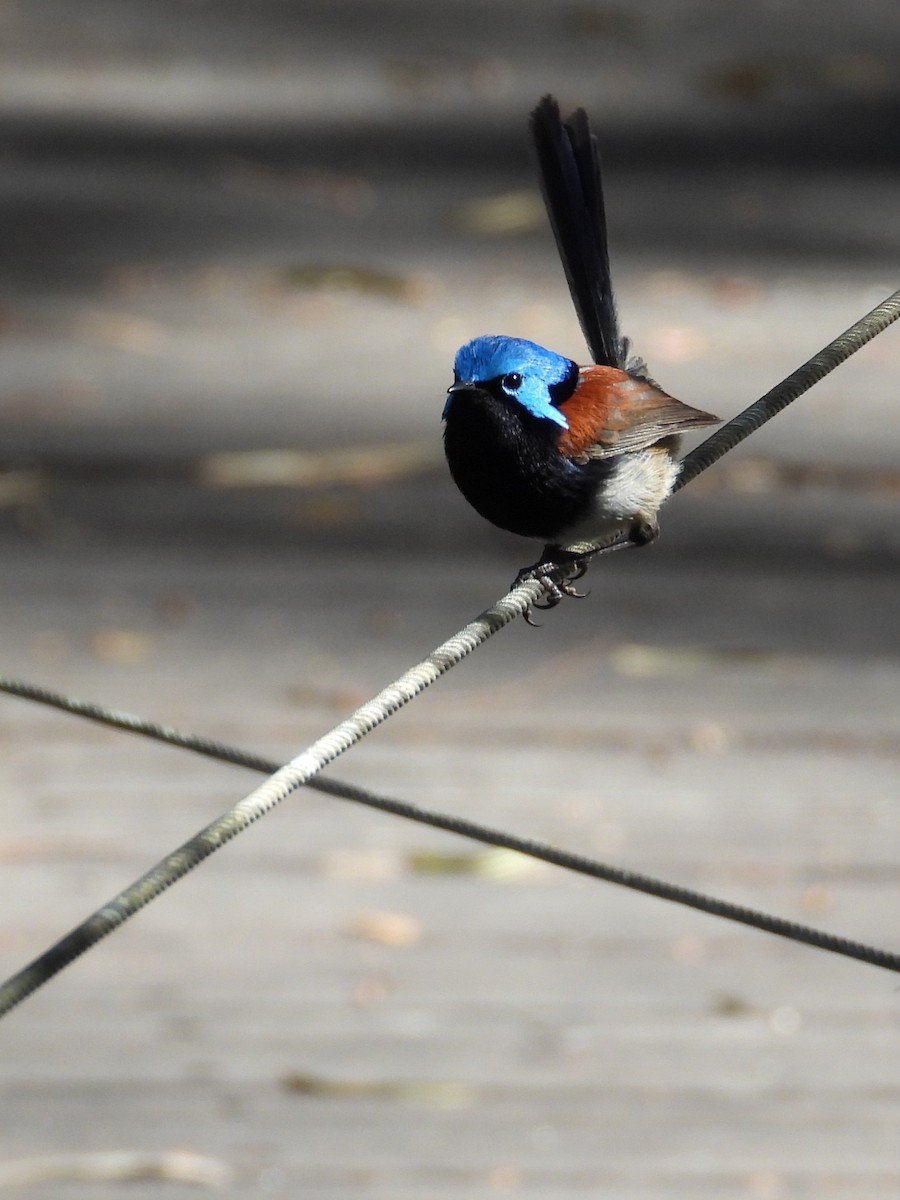 Red-winged Fairywren - ML647119932
