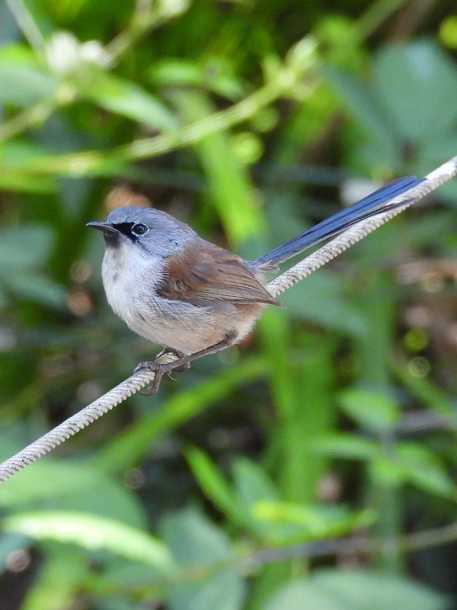 Red-winged Fairywren - ML647119933