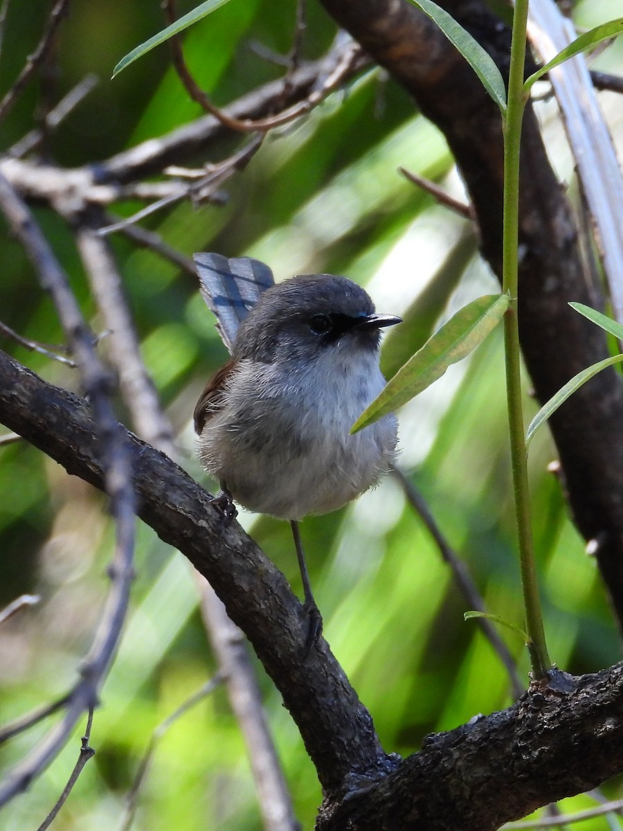 Red-winged Fairywren - ML647119934