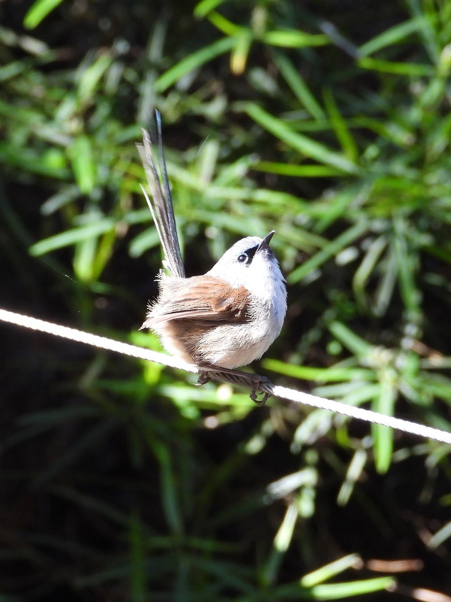 Red-winged Fairywren - ML647119935