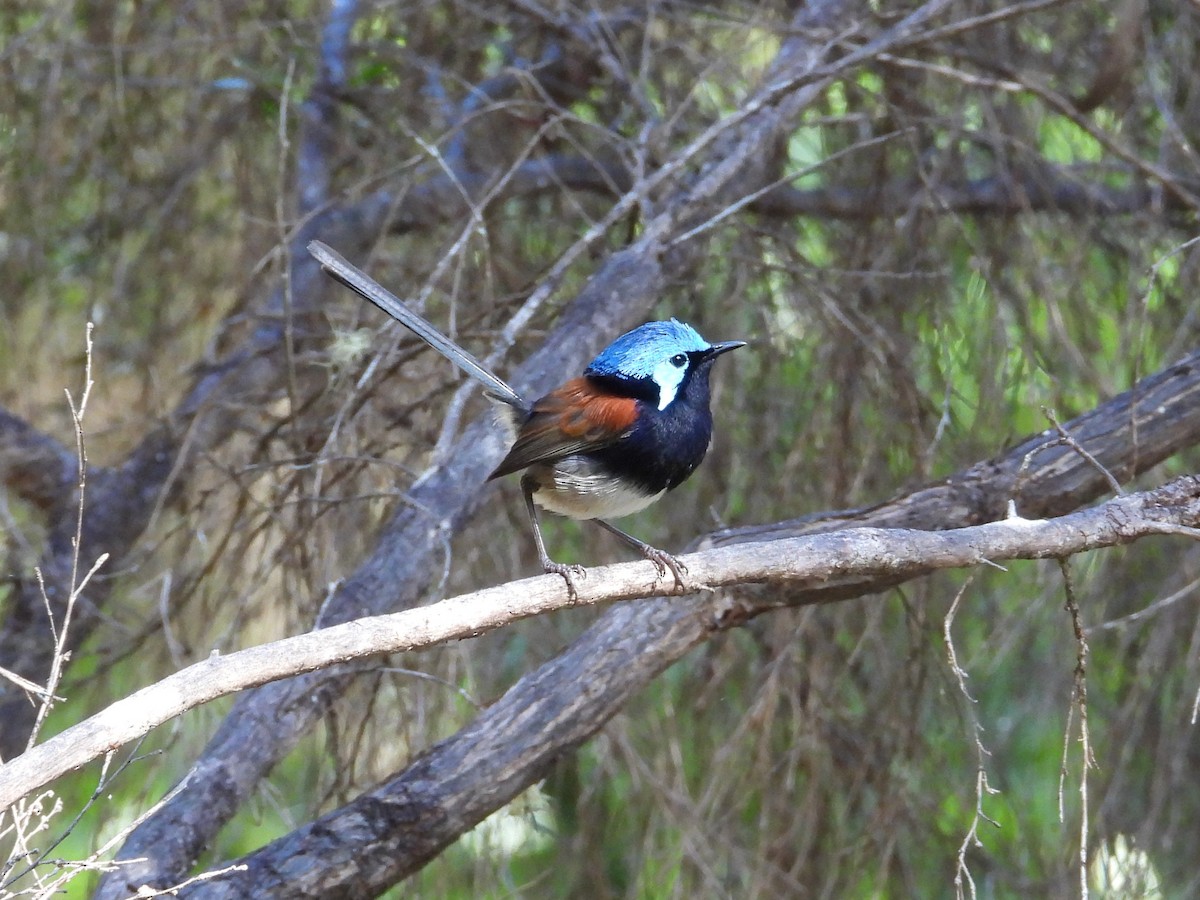 Red-winged Fairywren - ML647119936