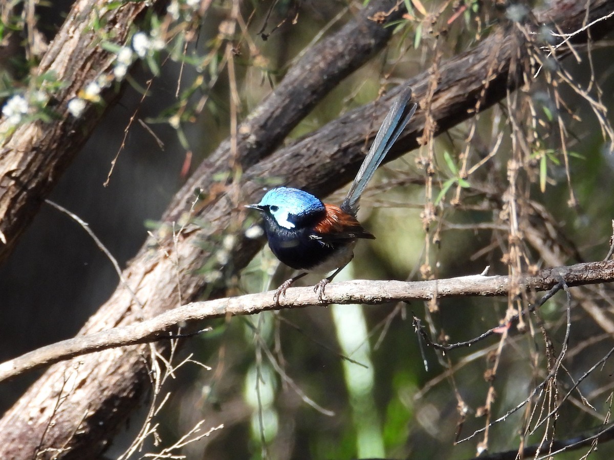 Red-winged Fairywren - ML647119937