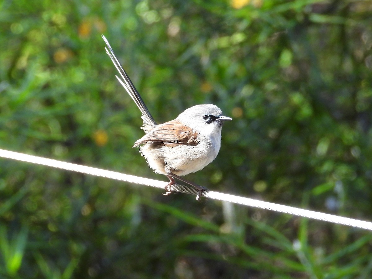 Red-winged Fairywren - ML647119938