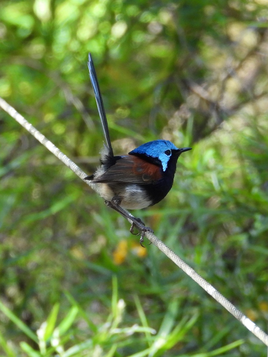 Red-winged Fairywren - ML647119939