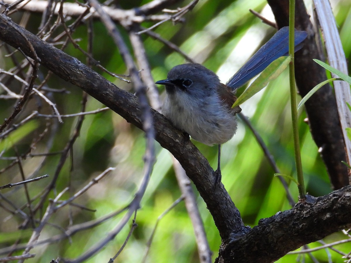 Red-winged Fairywren - ML647119940