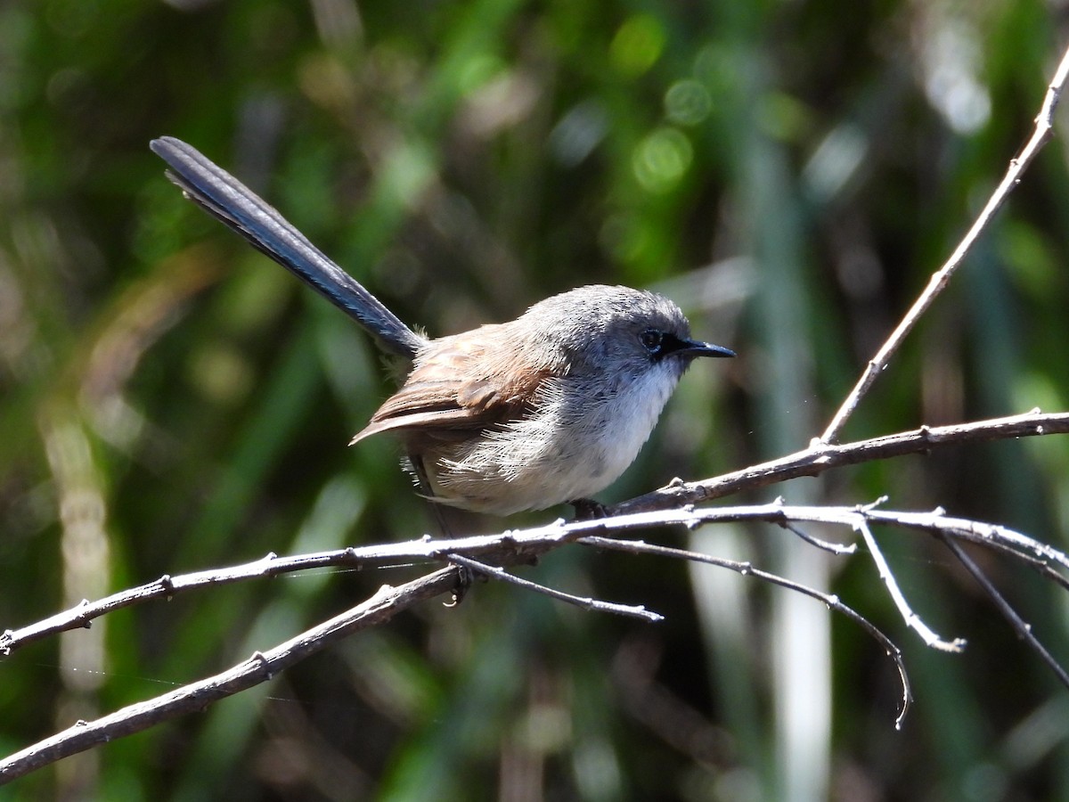Red-winged Fairywren - ML647119941