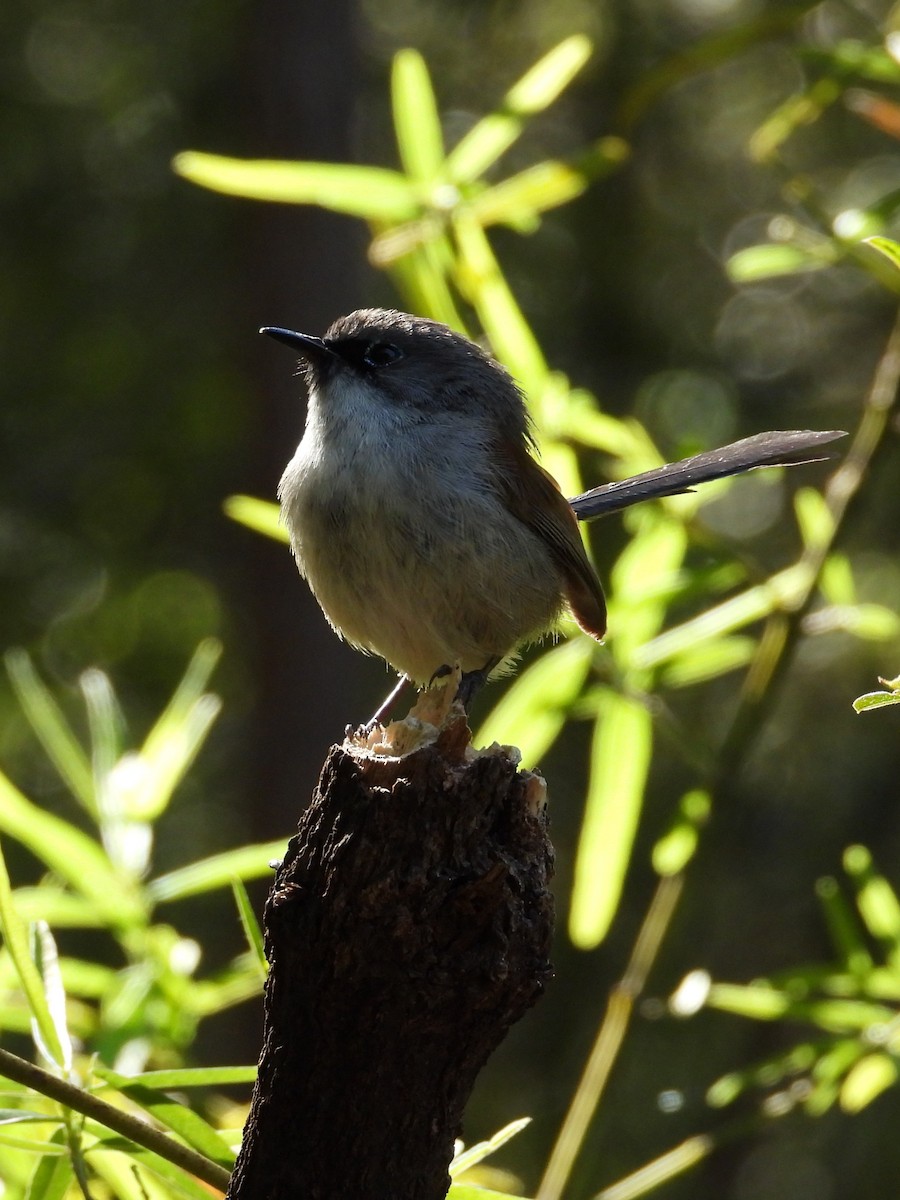 Red-winged Fairywren - ML647119942
