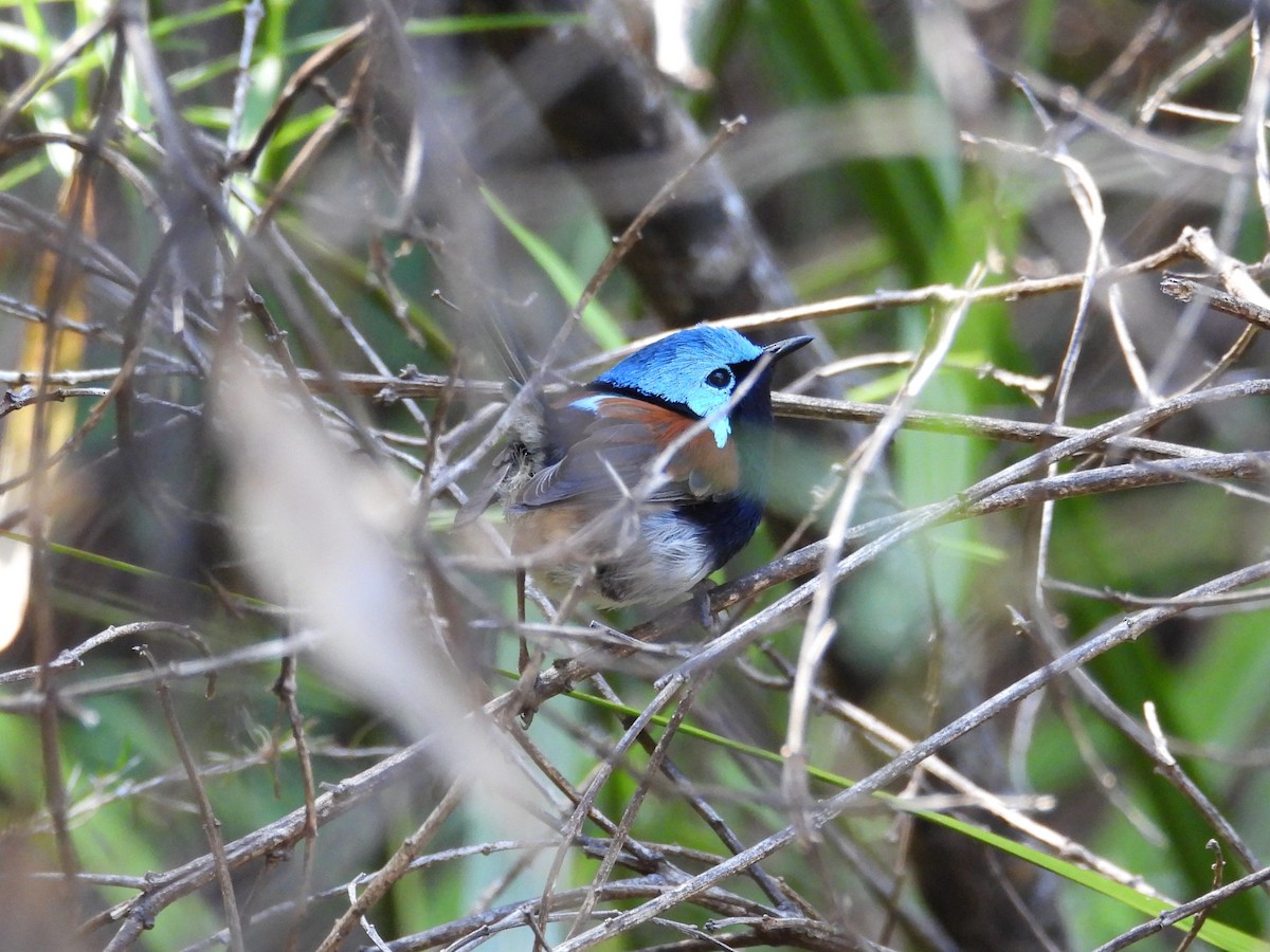 Red-winged Fairywren - ML647119943