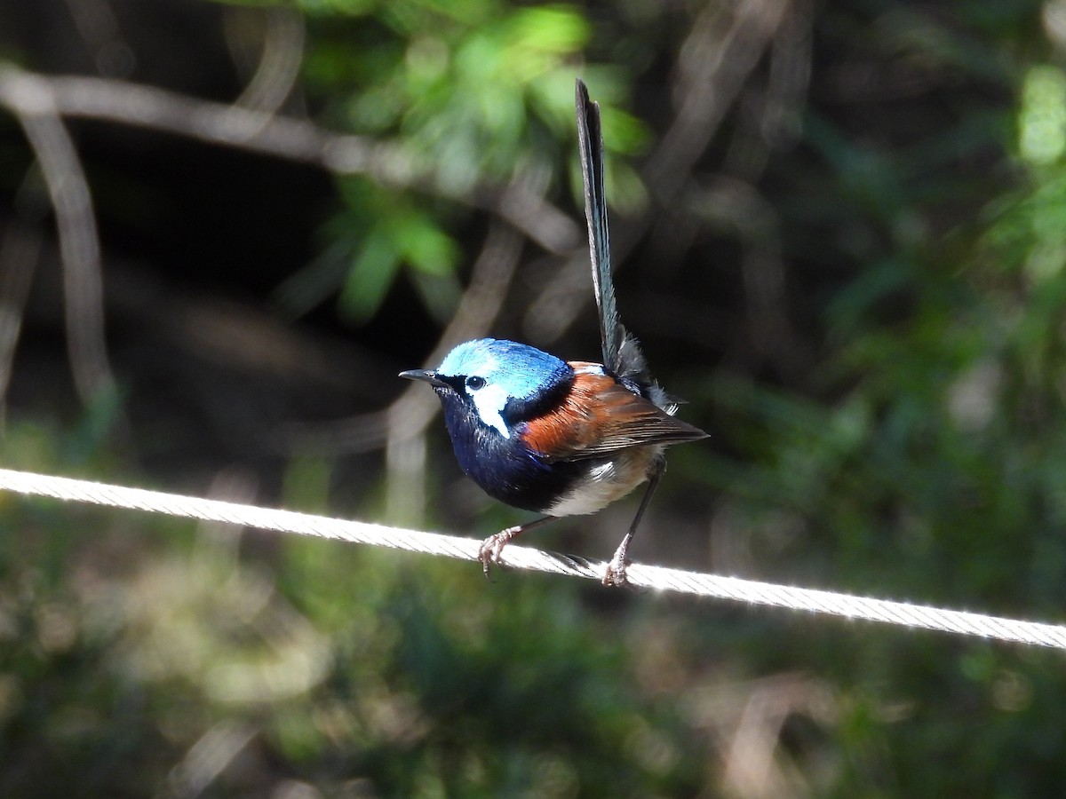 Red-winged Fairywren - ML647119944