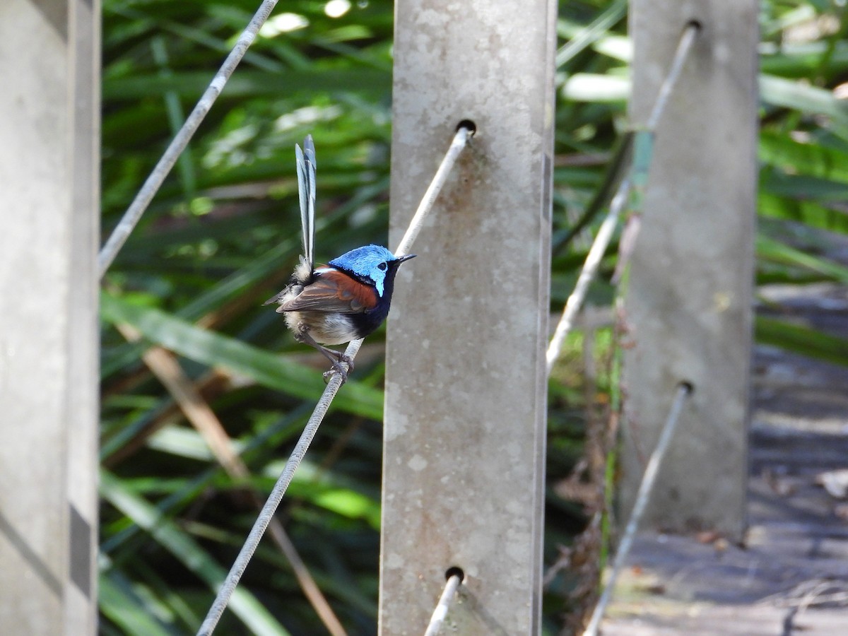 Red-winged Fairywren - ML647119945