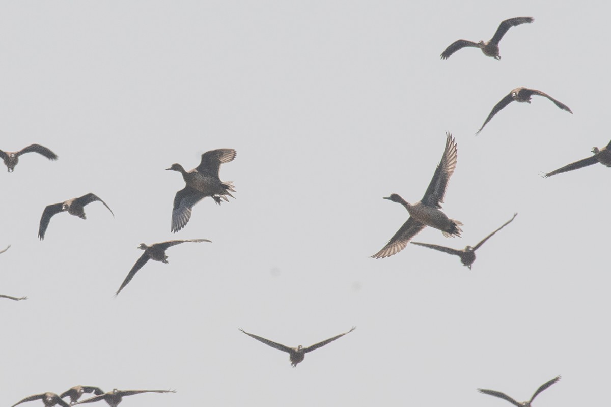 ostralka štíhlá - ML647119946