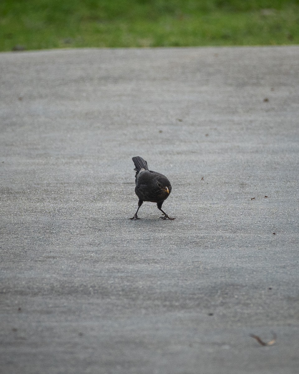Eurasian Blackbird - ML647119947