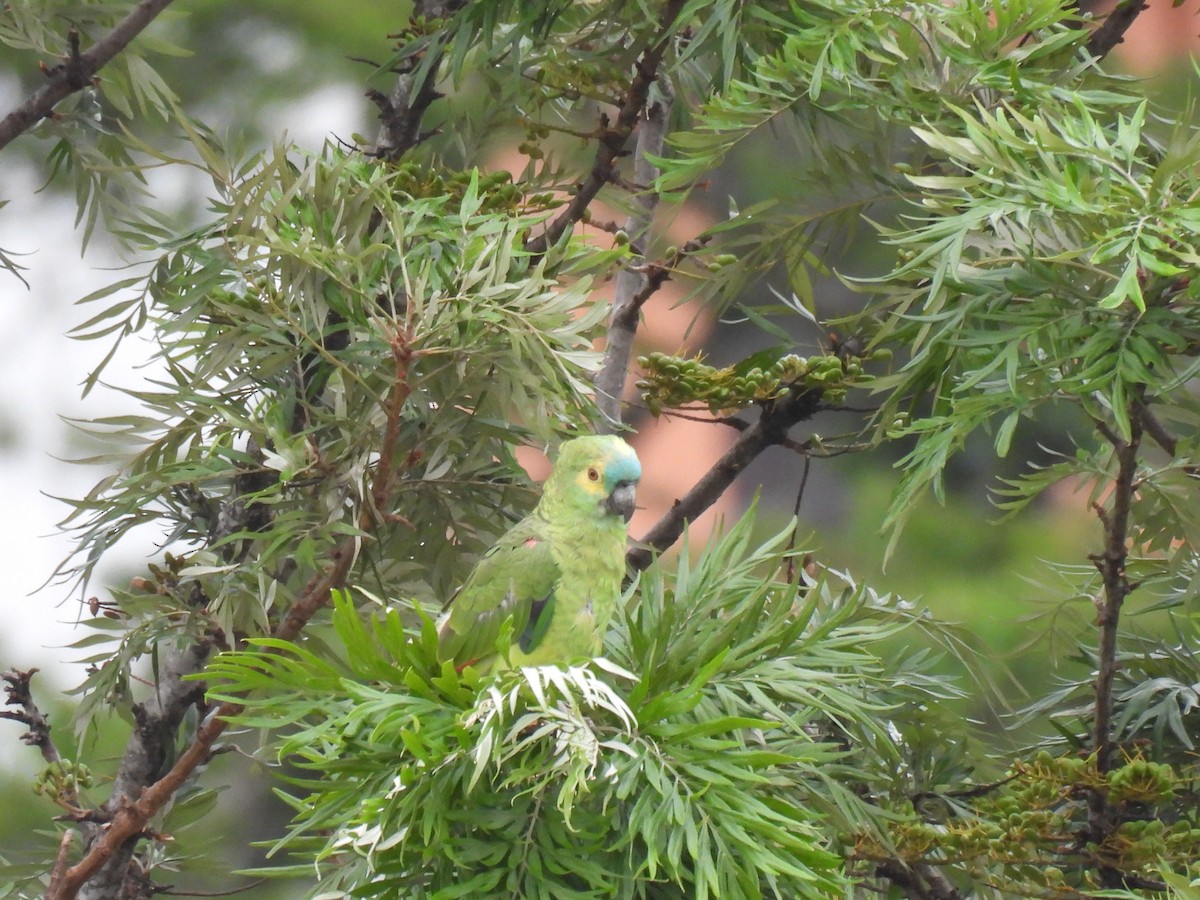 Turquoise-fronted Amazon - ML647119969