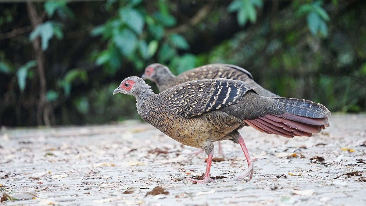 Swinhoe's Pheasant - ML647119972