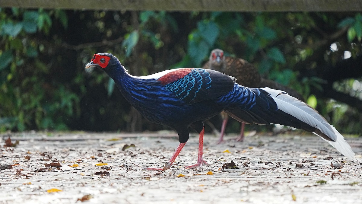 Swinhoe's Pheasant - ML647119973
