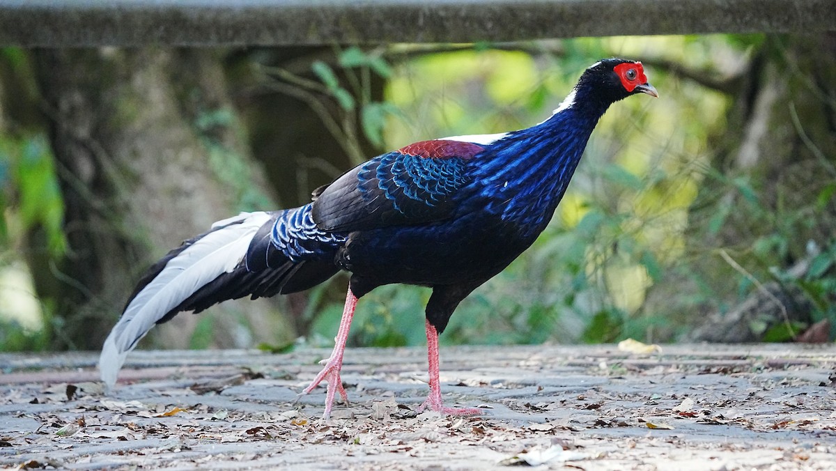 Swinhoe's Pheasant - ML647119974