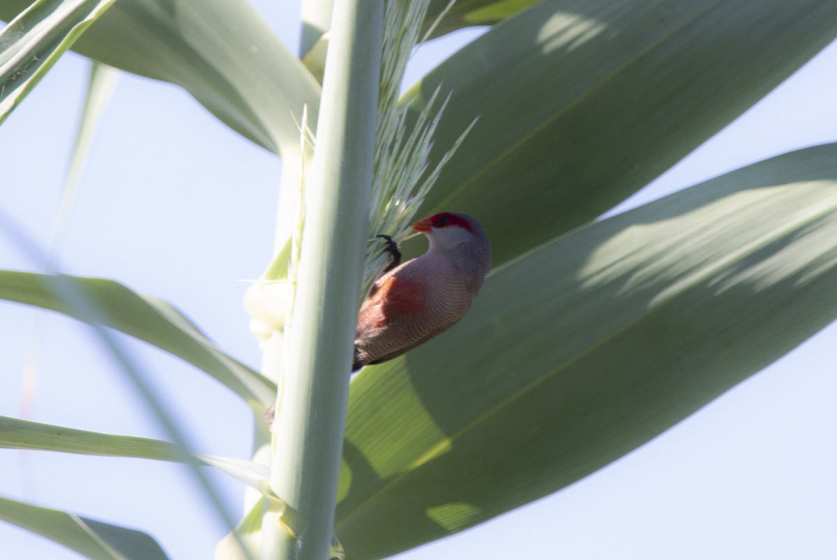 Common Waxbill - ML647119975