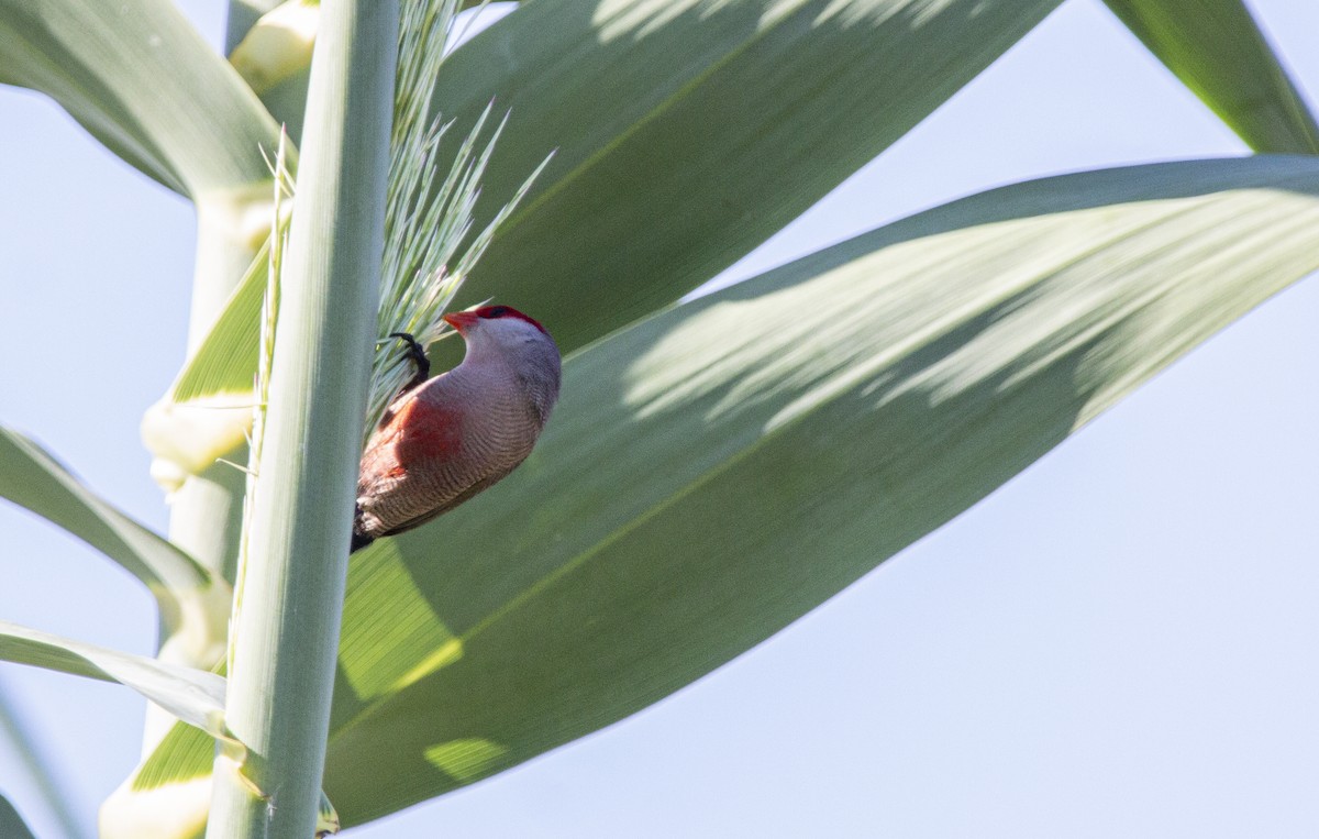 Common Waxbill - ML647119976