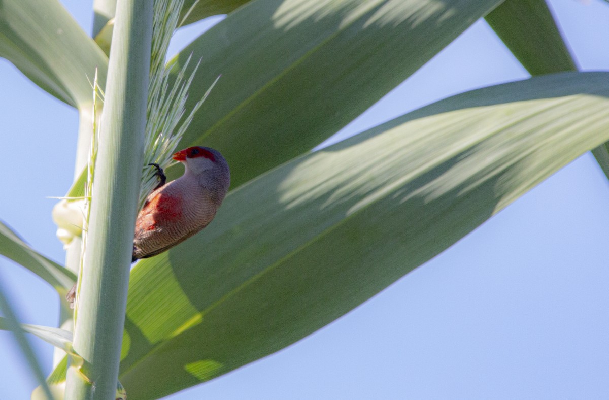 Common Waxbill - ML647119977