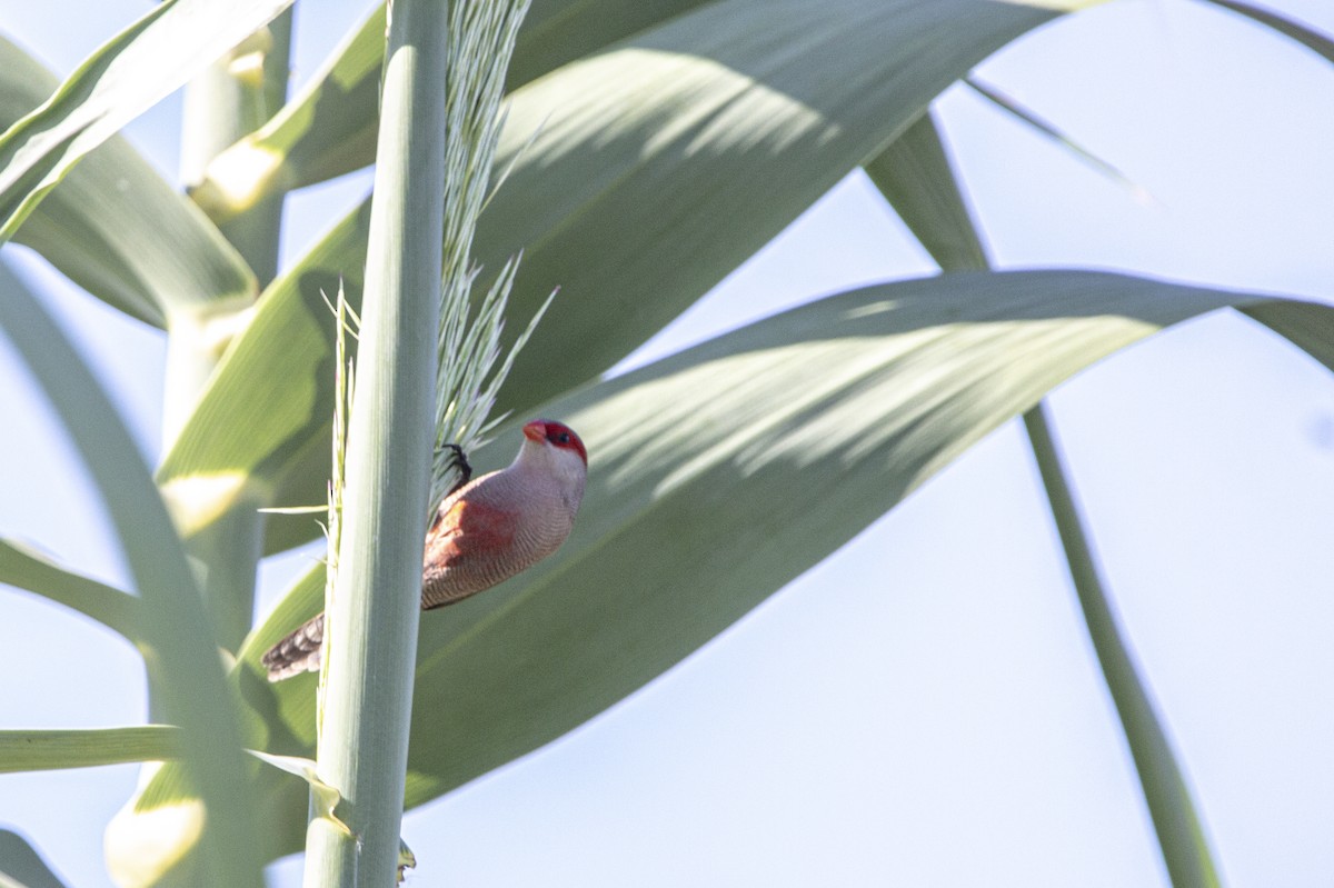 Common Waxbill - ML647119978