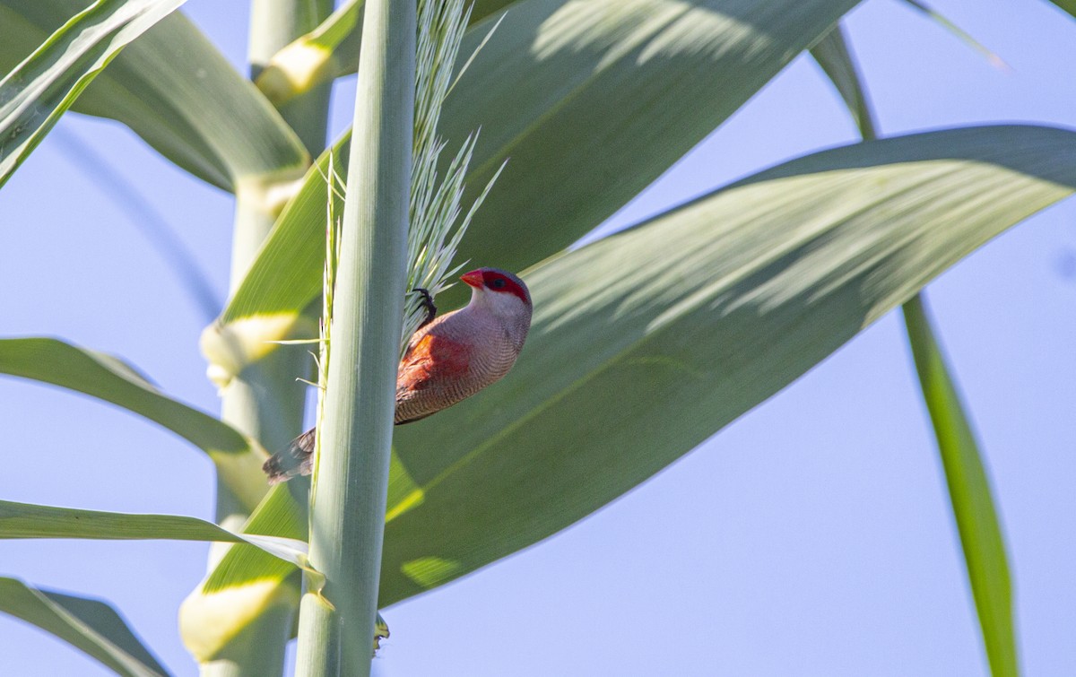 Common Waxbill - ML647119979