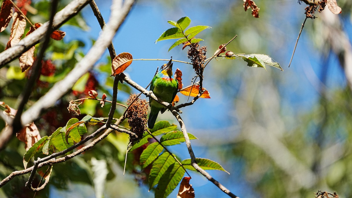 Taiwan Barbet - ML647119990