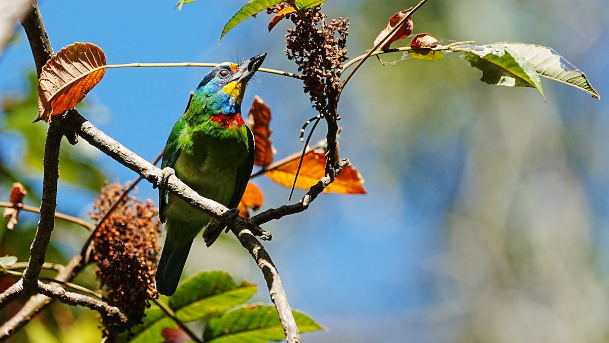 Taiwan Barbet - ML647119991