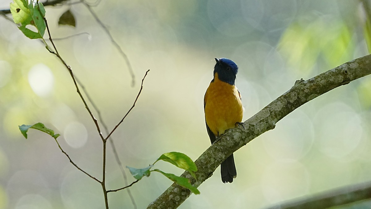 Taiwan Vivid Niltava - ML647119995