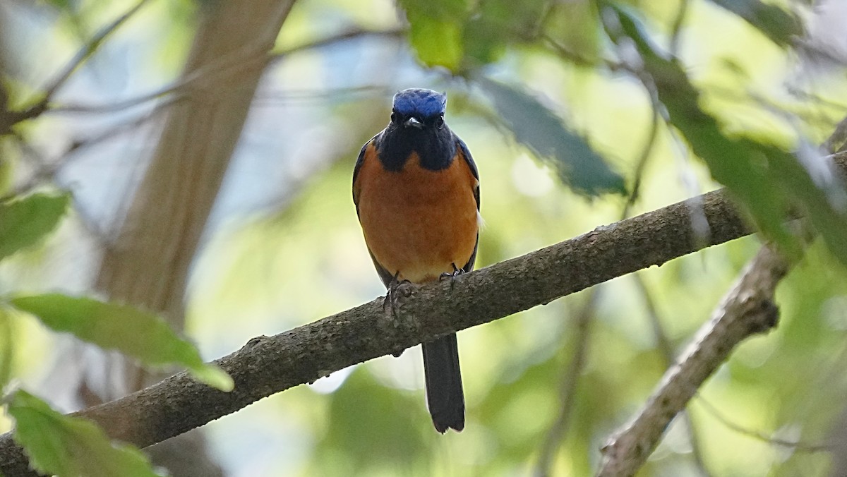 Taiwan Vivid Niltava - ML647119996