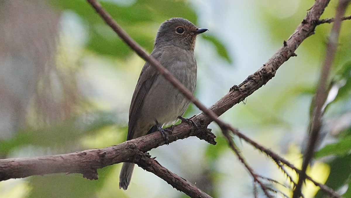 Taiwan Vivid Niltava - ML647119997