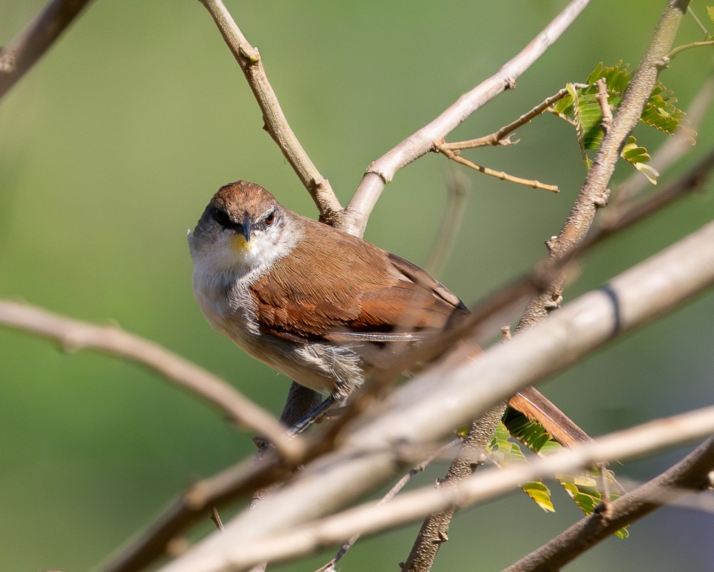 Yellow-chinned Spinetail - ML647119998