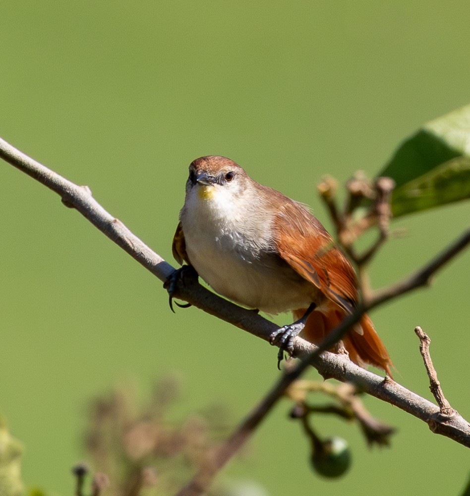 Yellow-chinned Spinetail - ML647119999