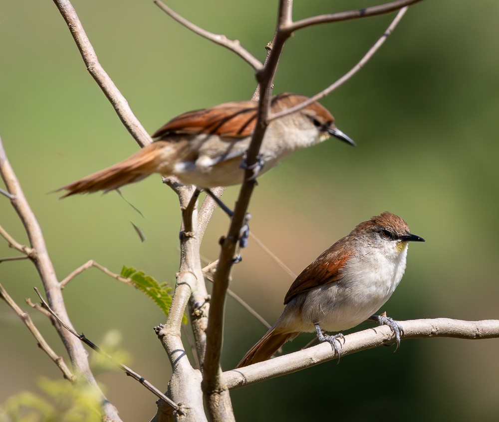 Yellow-chinned Spinetail - ML647120000
