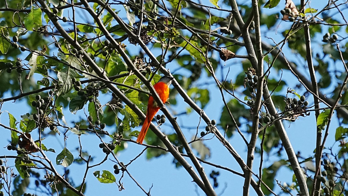 Личинкоїд сірощокий - ML647120002