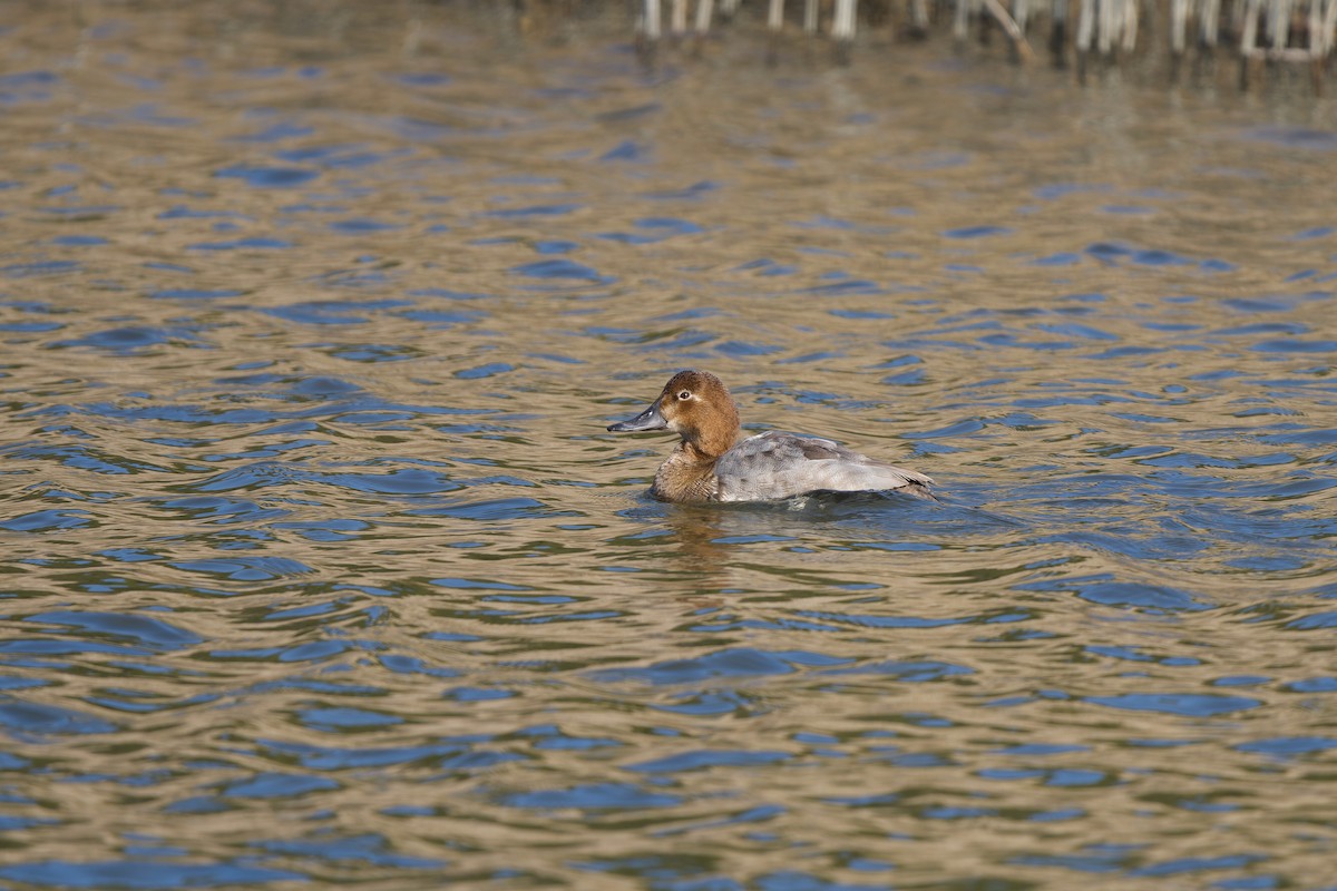 Попелюх звичайний - ML647120021