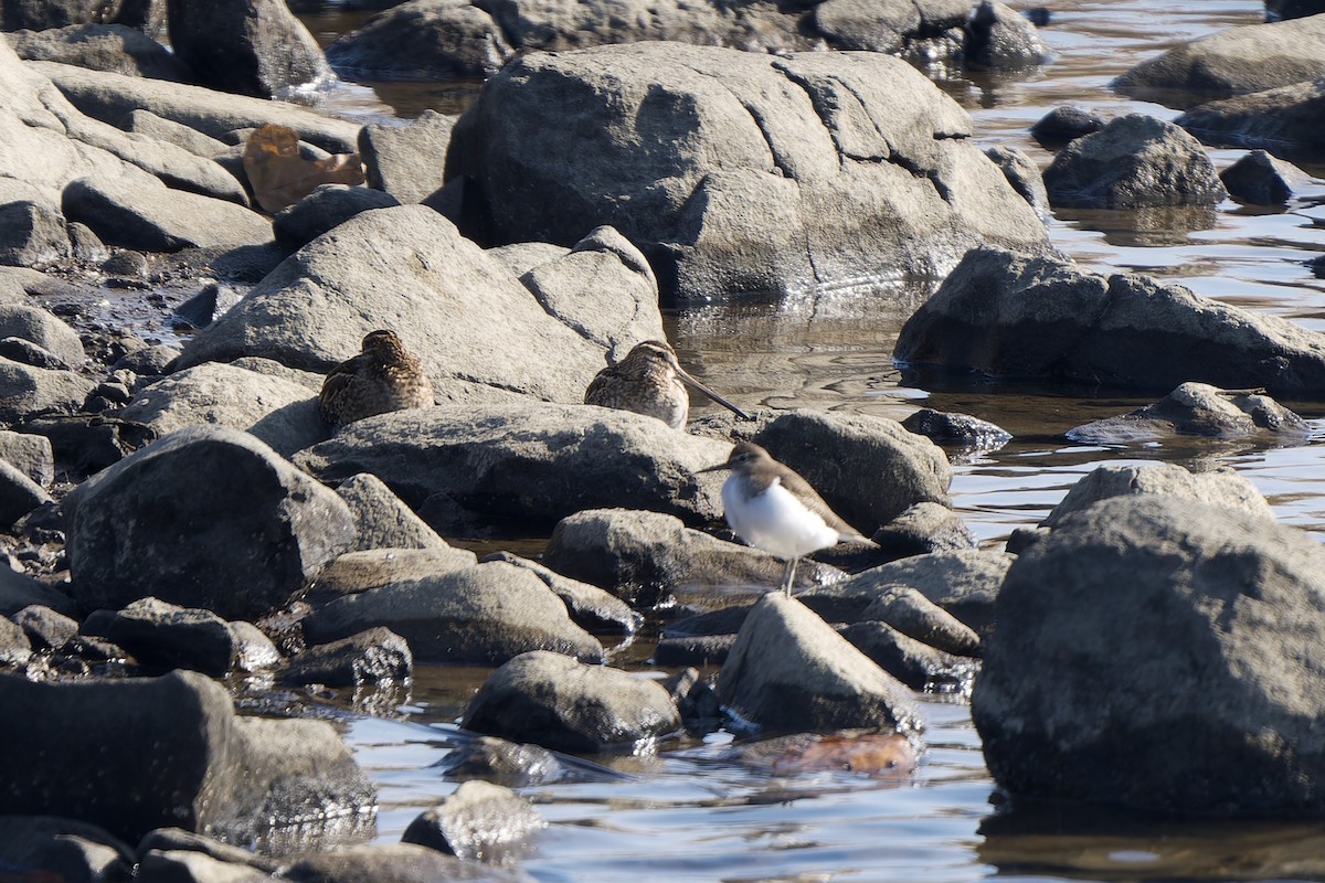 Баранець звичайний - ML647120035