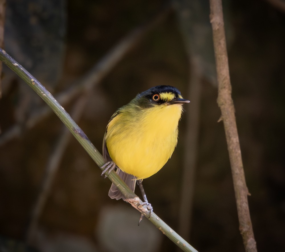 Gray-headed Tody-Flycatcher - ML647120037