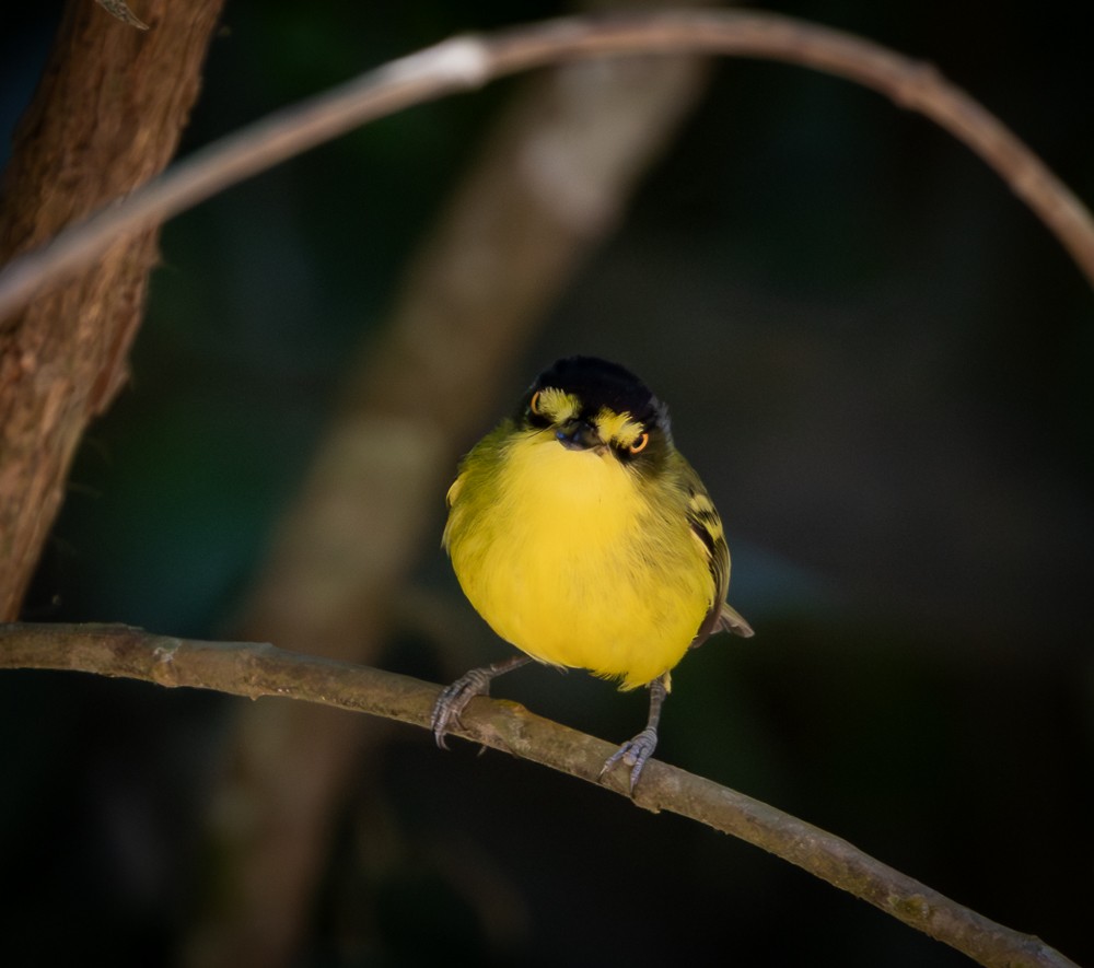 Gray-headed Tody-Flycatcher - ML647120038